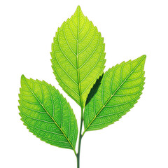 Obraz premium Three Vibrant Green Leaves With White Speckles Illuminated By Sunlight Against A Black Background With Visible Veins And Stems