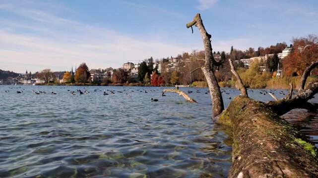The moss-covered tree trunks by the water, countless waterfowls swimming, under the clear blue sky, the autumn trees and historical buildings set off the picturesque urban landscape.