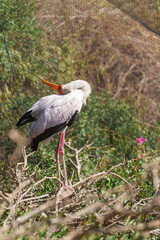 Vertical Portrait of a Stork with Long Pink Legs, Orange Beak, and Arched Neck