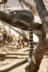 Obraz premium Ring-Tailed Lemur Sleeping on a Tree Branch