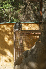 Obraz premium Ring Tailed Lemur Sitting on a Metal Fence in Zoo Enclosure