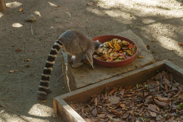 Obraz premium Ring-Tailed Lemur Feeding on Fresh Fruit Mix from a Bowl on the Ground