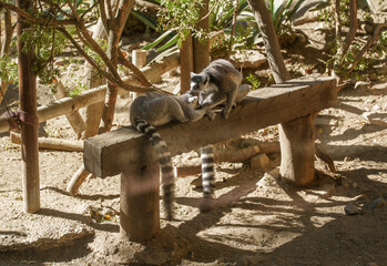 Obraz premium Ring-Tailed Lemurs Grooming Each Other on a Wooden Bench at the Zoo