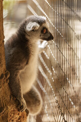 Obraz premium Captive Ring-Tailed Lemur Standing at the Cage Bars in Its Zoo Enclosure