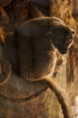 Obraz premium Warm Portrait of a Brown Lemur Curled Up on a Tree Trunk and Looking at the Camera