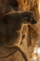 Obraz premium Vertical Close-Up Side View of a Brown Lemur Sitting on a Tree Branch in Warm Light at the Zoo