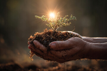 Fototapeta premium Hopeful hands holding a small plant sapling bathed in warm sunlight, symbolizing growth, environmental sustainability, and a positive future for our planet