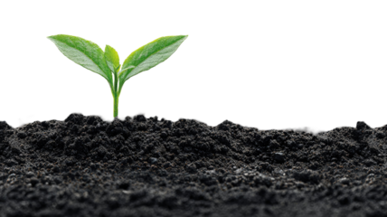 Young green sprout growing from soil, symbolizing new life, nature, and agricultural development