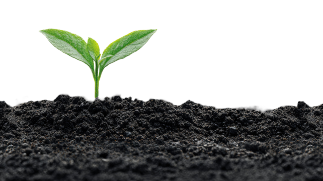Young green sprout growing from soil, symbolizing new life, nature, and agricultural development