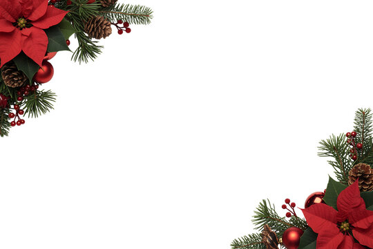 Christmas poinsettia and fir sprigs isolated on transparent background