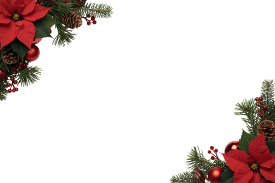 Christmas poinsettia and fir sprigs isolated on transparent background