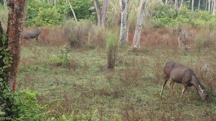 Wild Sambar doe grazing in the open meadow of Chitwan National Park Nepal, nature footage of brown deer species feeding in protected forest area