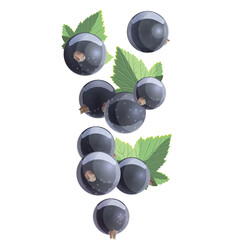 Group Of Blackcurrants With Green Leaves On A Transparent Background Realistic Vector Illustration