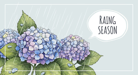 Rainy Season Bloom of Hydrangeas