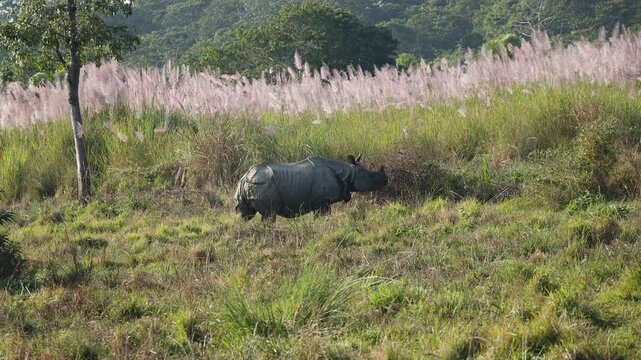 Wild Indian Rhino Roaming Freely in the Protected Wetlands of the Terai Arc Landscape