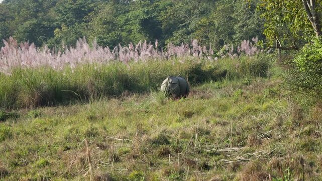 Wild Rhinoceros unicornis Navigating the Dense Vegetation of Southern Nepal