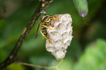 Close up of a paper wasp queen guarding her nest