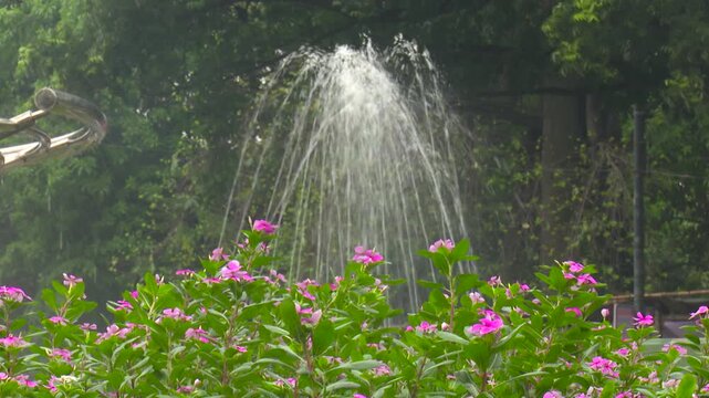 Pink Flower Splashed by Water