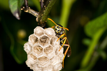 Close up of a paper wasp queen guarding her nest