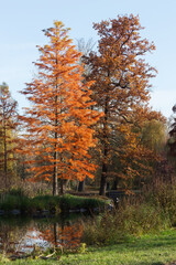 Autumn scene in Stromovka, Royal Game Reserve with bright orange bald cypress or swamp cypress, axodium distichum, and pedunculate oak, Quercus robur reflected in calm pond under warm seasonal light.