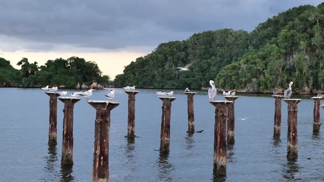 pelicans on the Samana Peninsula in the Dominican Republic	
