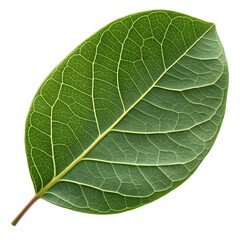 Obraz premium Pigeon Plum Leaf Deep Green Coccoloba diversifolia Foliage Isolated on Clean White Background Displaying Tropical Elegance, Smooth Texture, and Refined Coastal Botanical Character