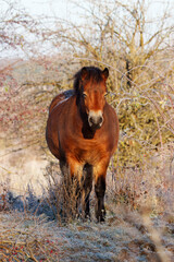 Portrait of  Exmoor pony, Equus ferus caballus standing among frost-covered shrubs in the Milovice large-herbivore reserve on a cold winter morning.