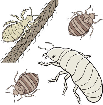 Collection of various insect pest illustration showing louse tick and bedbug drawing on.