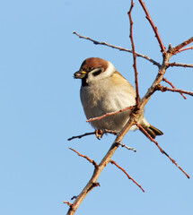 A tree sparrow perched on a bare winter branch, its warm brown and white plumage lit by soft sunlight, holding a seed in its beak against a clear blue sky.