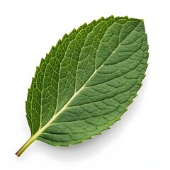 Obraz premium Mountain Peppermint Leaf Eucalyptus dives Fresh Aromatic Green Foliage with Silvery Undertone on Clean White Background Capturing Invigorating Herbal Essence and Crisp Natural Purity in Sharp Detail