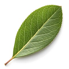 Obraz premium Coastal Tea Tree Leaf Leptospermum laevigatum Fresh Native Green Sprig with Smooth Silky Texture on Pure White Background Reflecting Seaside Botanical Grace and Calm Natural Serenity in Fine Detail