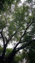 Fototapeta premium Tall Canopy Of Green Leaves From Ground Up Under A Majestic Tree