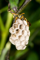 Close up of a paper wasp queen guarding her nest