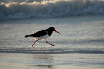 Lucky Bay birds