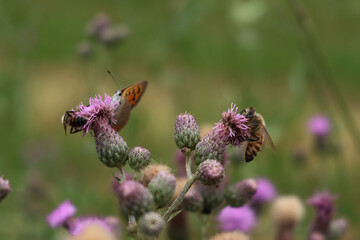 Honey bee on pink creeping thistle flowers . Apis mellifera on Cirsium arvense