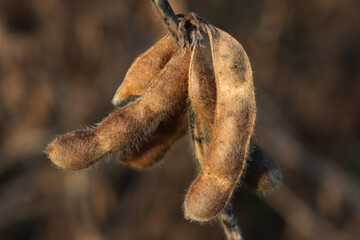 Close-up of dry soy plants with soybean pods on a sunny autumn season. Glycine max