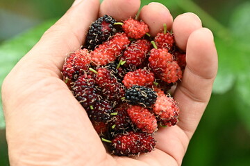 Fresh mulberries picked straight from the tree