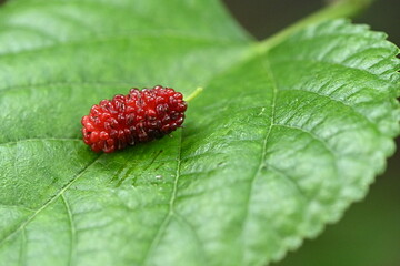 Fresh mulberries picked straight from the tree