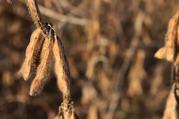 Close-up of dry soy plants with soybean pods on a sunny autumn season. Glycine max