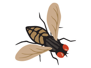 Hand Drawn House Fly Animal
