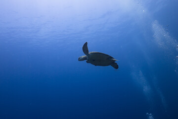 underwater scene with fish