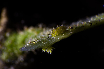 caterpillar on a branch