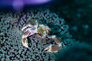 close up of a crab