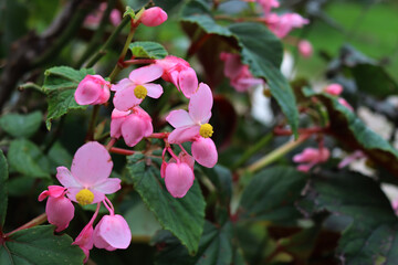 Close-up of Begonia pink and yellow flowers in the flowerbed on summer season in the garden