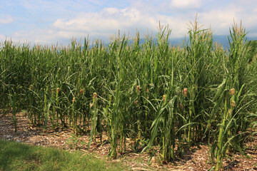 Green corn field with damaged leaves after a hailstorm on a sunny day against blue sky in the italian countryside