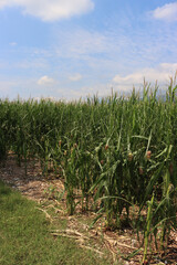 Green corn field with damaged leaves after a hailstorm on a sunny day against blue sky in the italian countryside