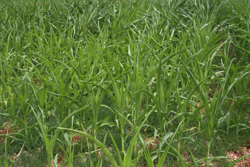 Young green corn plants suffering drought in the field on springtime. Zea mays cultivation