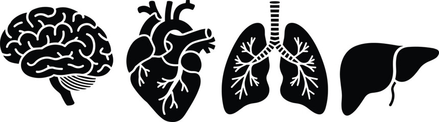 Human internal organs set, brain heart lungs liver silhouette, anatomical vector icon collection, health medicine biology education concept.