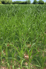 Young green corn plants suffering drought in the field on springtime. Zea mays cultivation