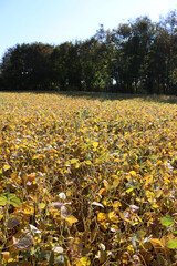 Obraz premium Glycine max agricultural landscape against dark trees background on autumn season. Yellow soybean field on a sunny day
